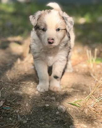 Border collie blue merle