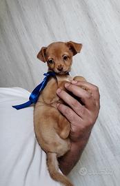 Cucciolo taglia piccola