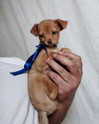 Cucciolo taglia piccola