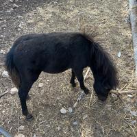 Mini pony