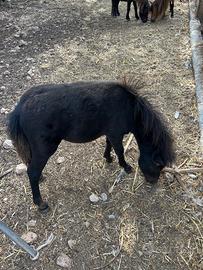 Mini pony