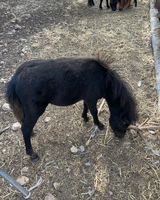Mini pony