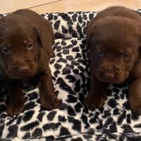 Cuccioli di Labrador color cioccolato