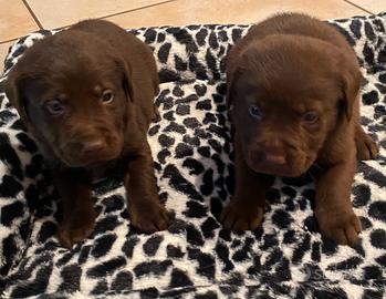 Cuccioli di Labrador color cioccolato
