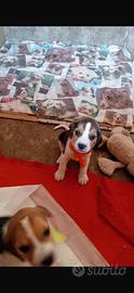 Cani beagle