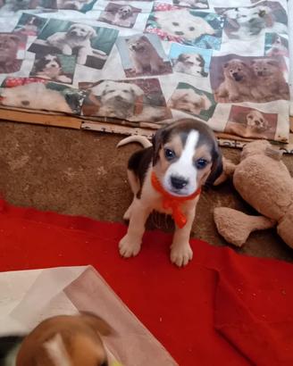 Cani beagle