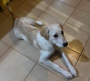 Incrocio golden ( rimborso spese)