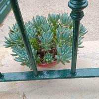 piantine grasse varie specie cactus agave