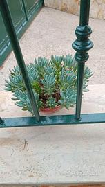 piantine grasse varie specie cactus agave