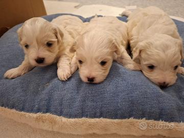 Cuccioli di maltese