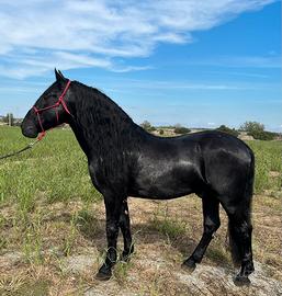 STALLONE MURGESE DI 12 anni