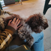 Cucciolo di Lagotto Romagnolo