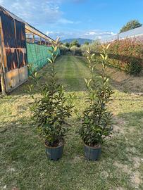 photinia vaso 24