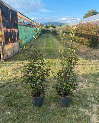 photinia vaso 24