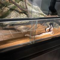 Terrario con serpente