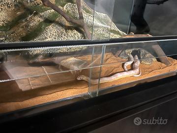 Terrario con serpente