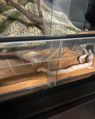 Terrario con serpente