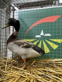 Anatre canard cou nu