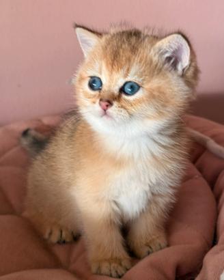 Cucciolo British Shorthair Golden pedigree Enfi