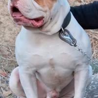 Bulldog Americano