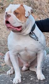 Bulldog Americano