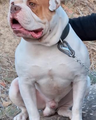 Bulldog Americano