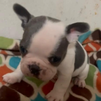 Bulldog francese