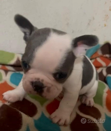 Bulldog francese