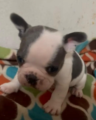 Bulldog francese