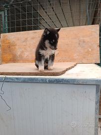 Siberian Husky Agouti