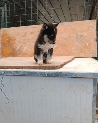Siberian Husky Agouti