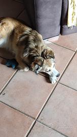 Border collie 11 mesi 