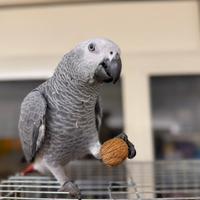 Cenerino coda rossa maschio pet