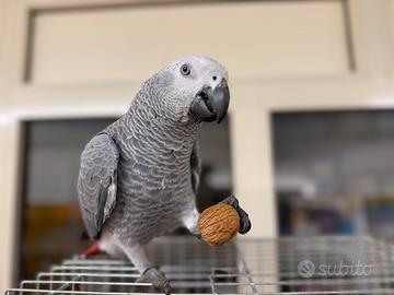 Cenerino coda rossa maschio pet