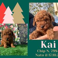 Barboncino red nano _ KAI