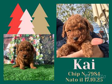 Barboncino red nano _ KAI