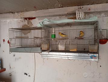 Canarini e gabbia