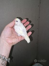 Cocorite da allevare a mano