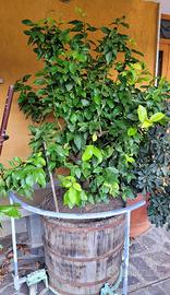 piante di limone