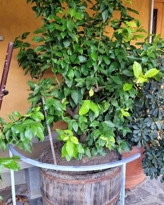 piante di limone