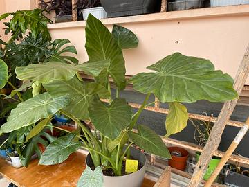 Pianta BABY Alocasia macrorrhizza