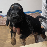 Cocker maschio cucciolo