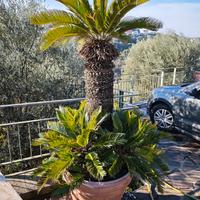 Cycas revoluta grande
