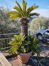 Cycas revoluta grande