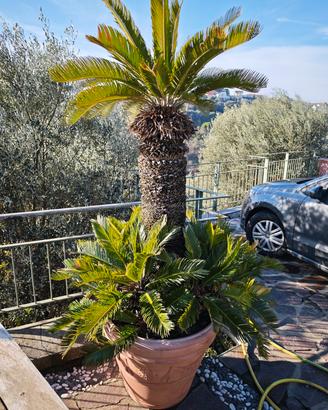 Cycas revoluta grande
