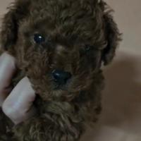 Barboncino Toy Red Brown due mesi