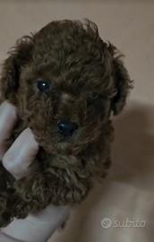 Barboncino Toy Red Brown due mesi