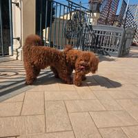 Barboncino tea cup per monta