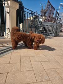 Barboncino tea cup per monta