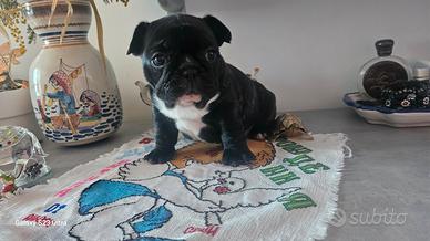 Cuccioli Bulldog Bouledogue Francese